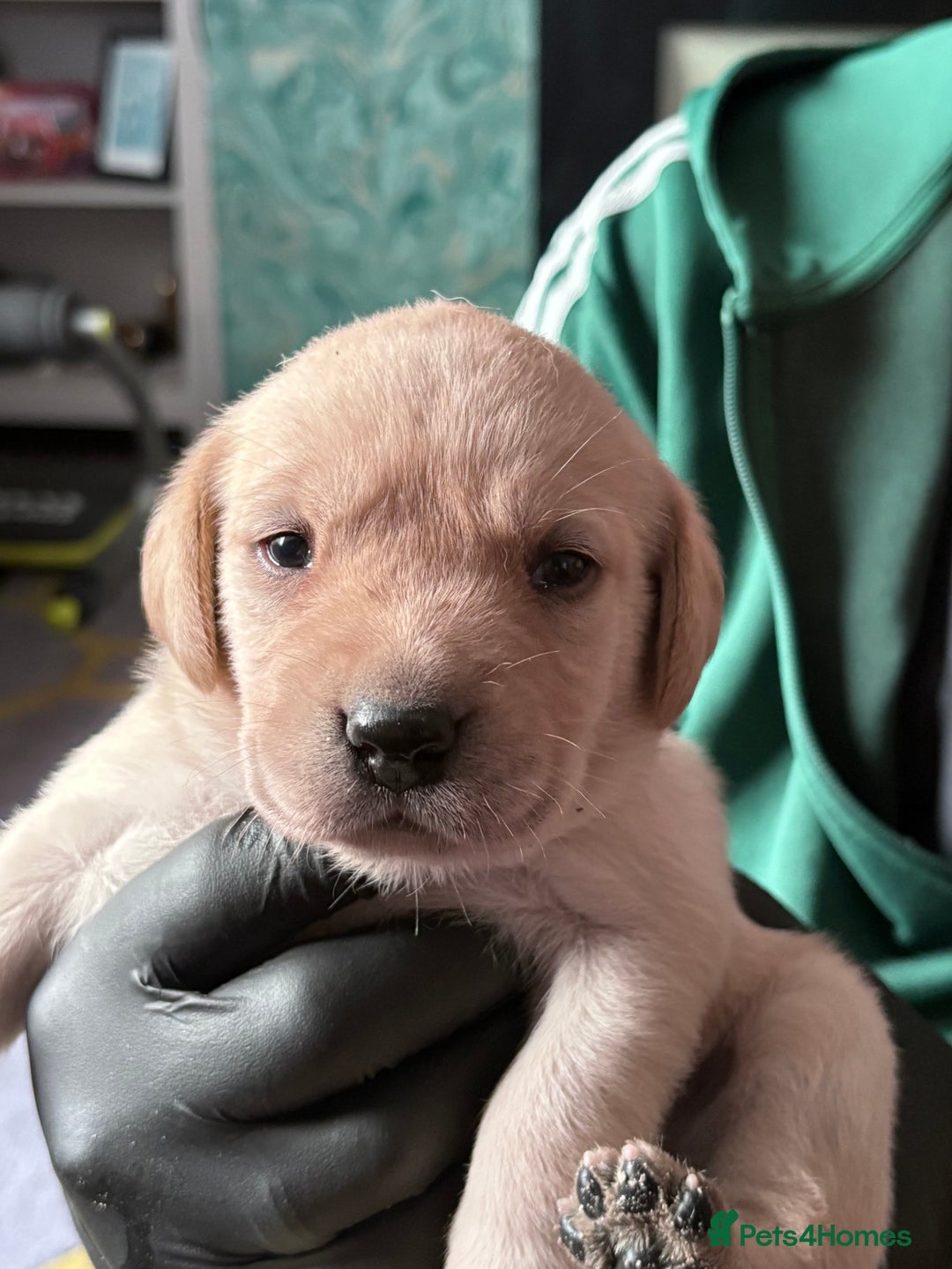 Labrador Retriever dogs for sale: Labrador pups - Image 1