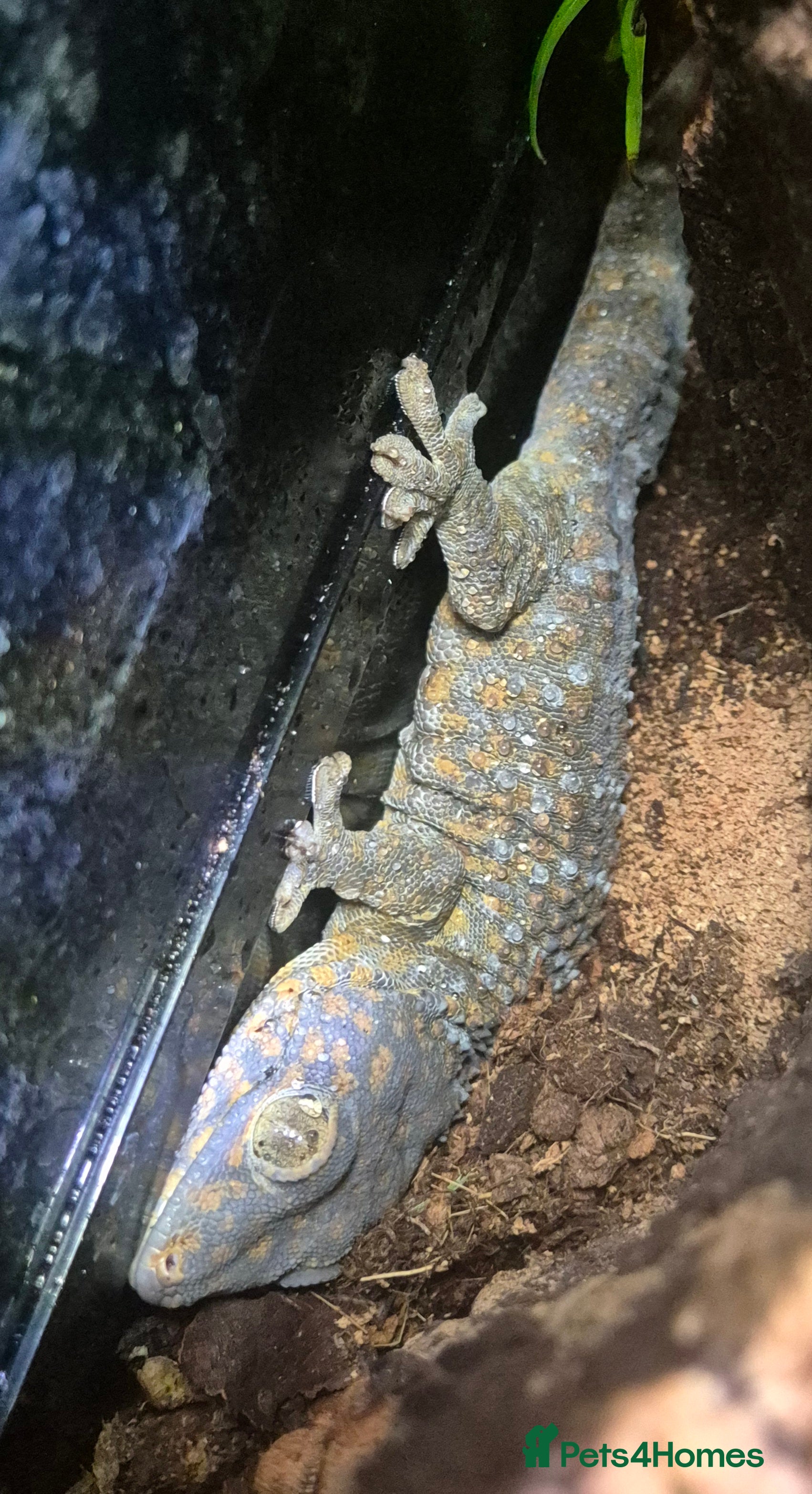 Gecko reptiles Unsexed Tokay Gecko around 18 months old  - Advert 1