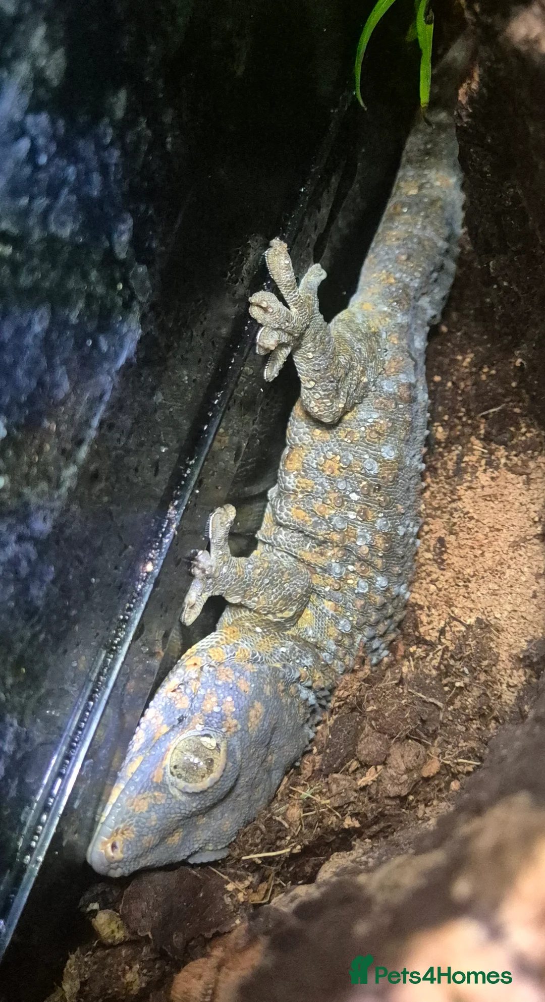 Gecko reptiles for sale: Unsexed Tokay Gecko around 18 months old  - Advert 1