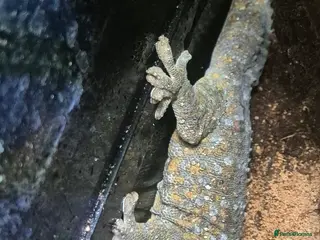 Gecko reptiles Unsexed Tokay Gecko around 18 months old - Advert 3