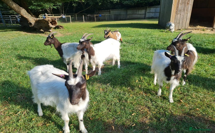 Goats livestock - Advert 1