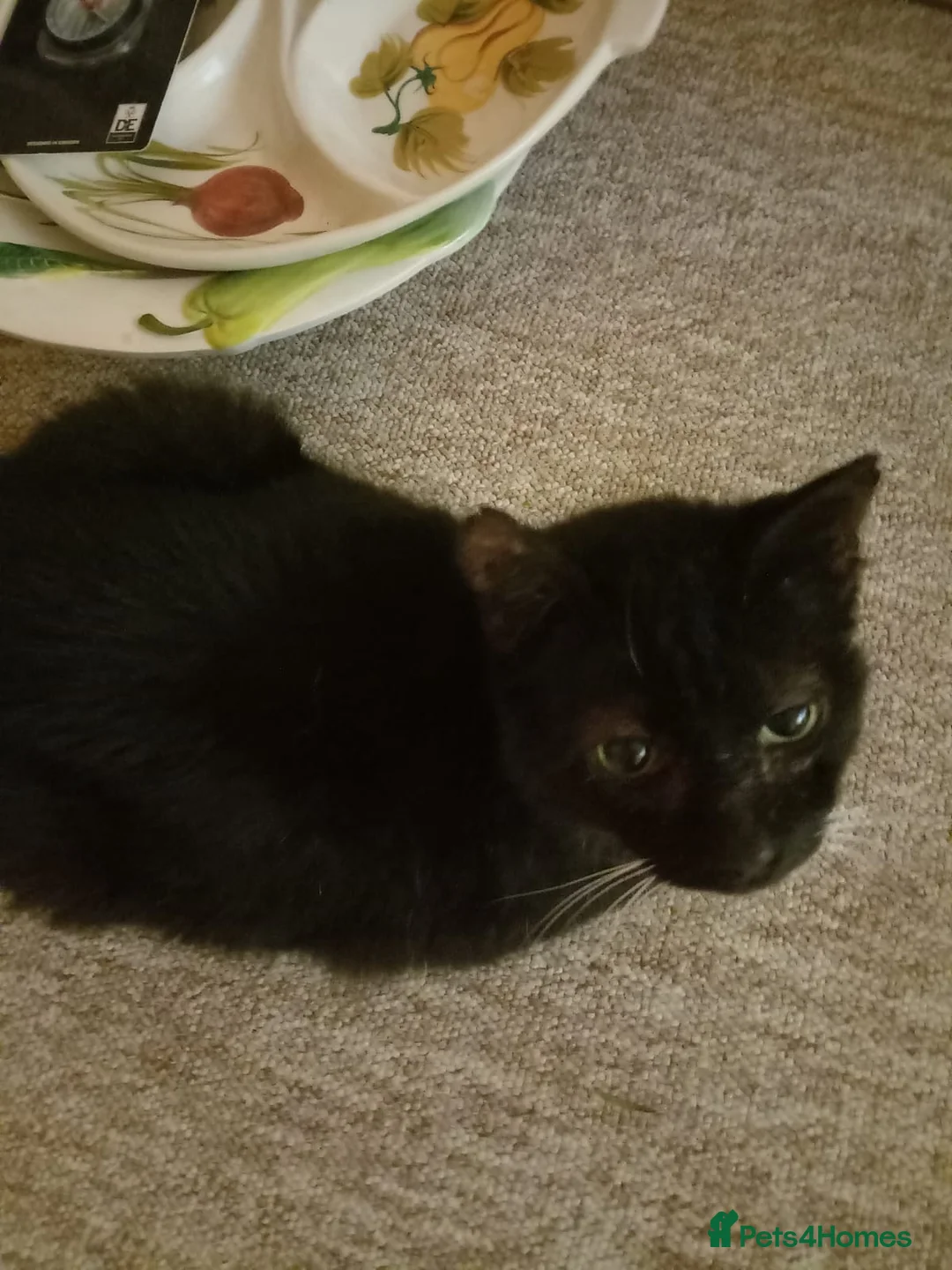 Mixed Breed cats for sale: Mickey - Advert 4