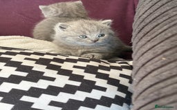 British Shorthair cats for sale: British shorthair kittens for sale  - Image 3