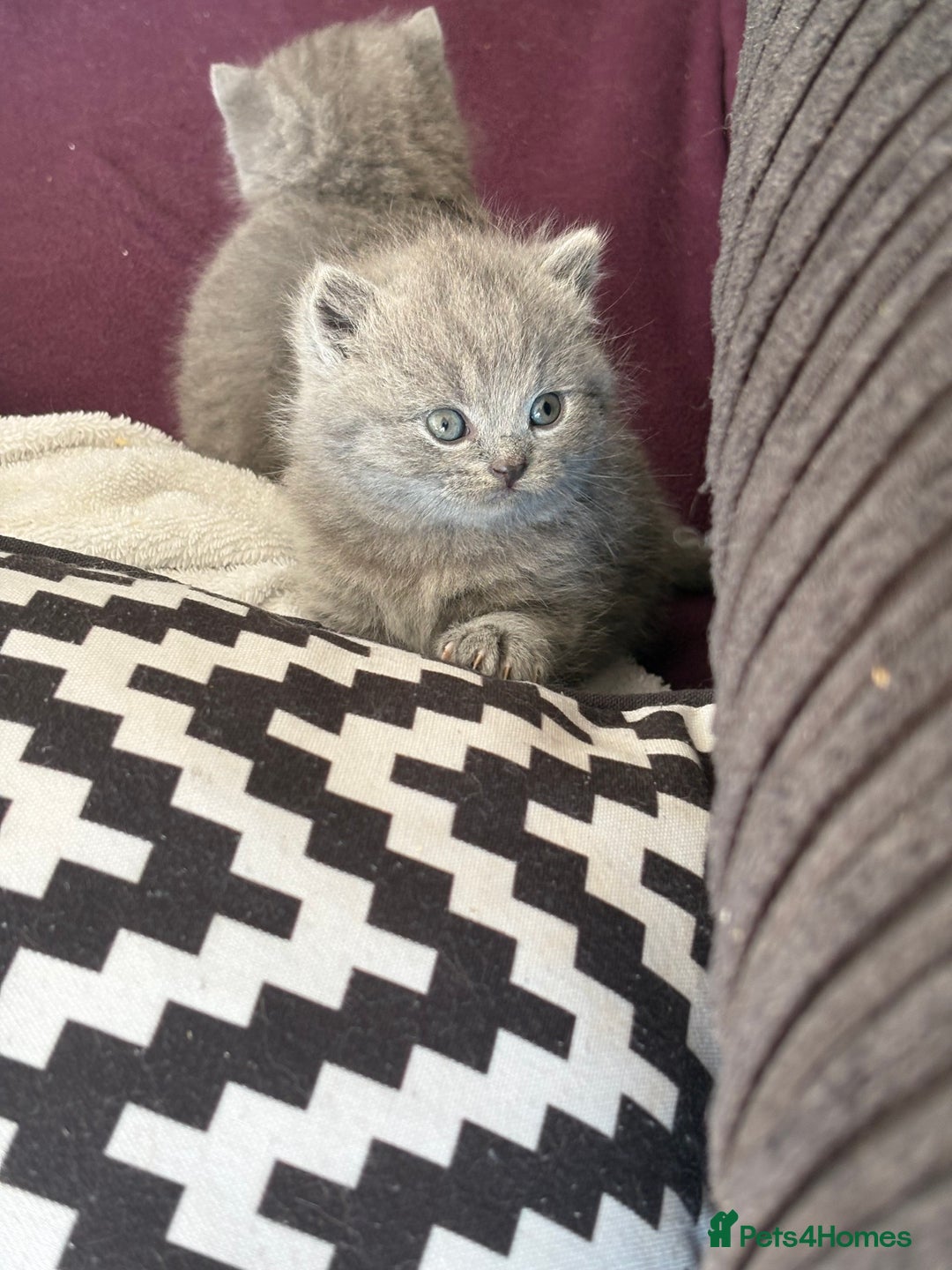 British Shorthair cats for sale: British shorthair kittens for sale  - Image 3