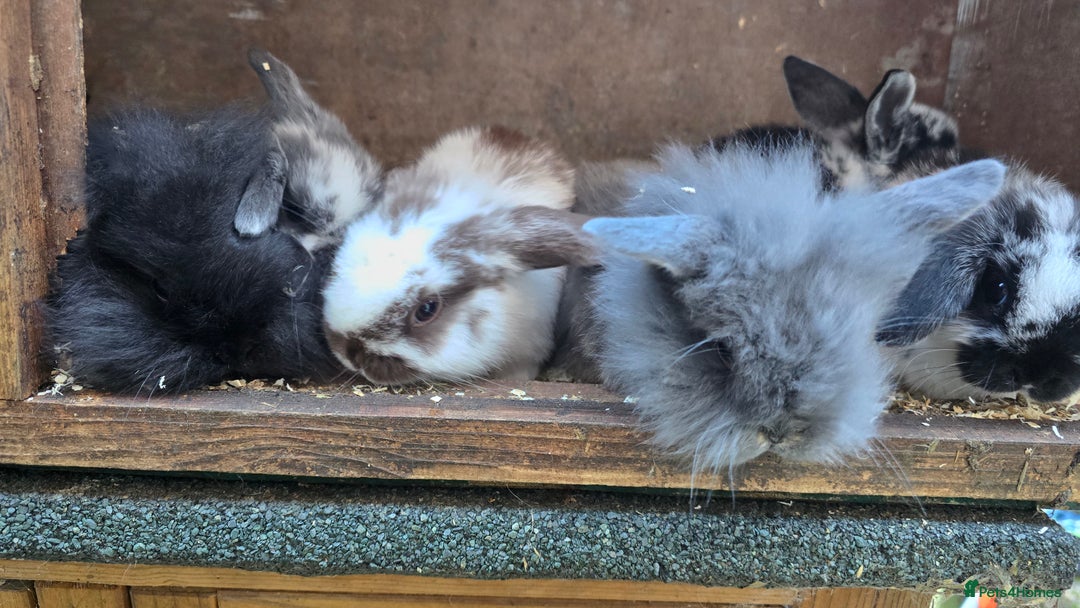 Mini Lop rabbits for sale: Mini Lop Baby Rabbits - Advert 3