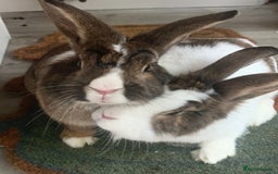 Lionhead rabbits for sale: Two Beautiful Rabbits for Adoption  - Image 7