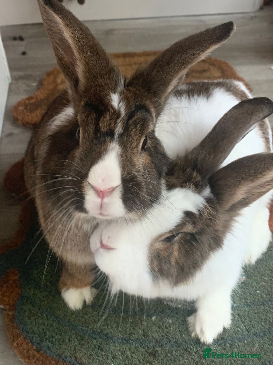 Lionhead rabbits for sale: Two Beautiful Rabbits for Adoption  - Image 7