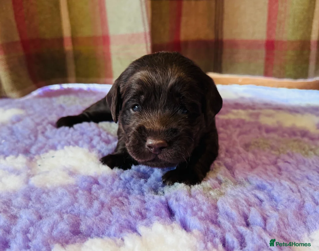 Labradoodle dogs for sale: Chocolate Merle Labradoodle Babies 🐾🐾🐾 - Advert 2