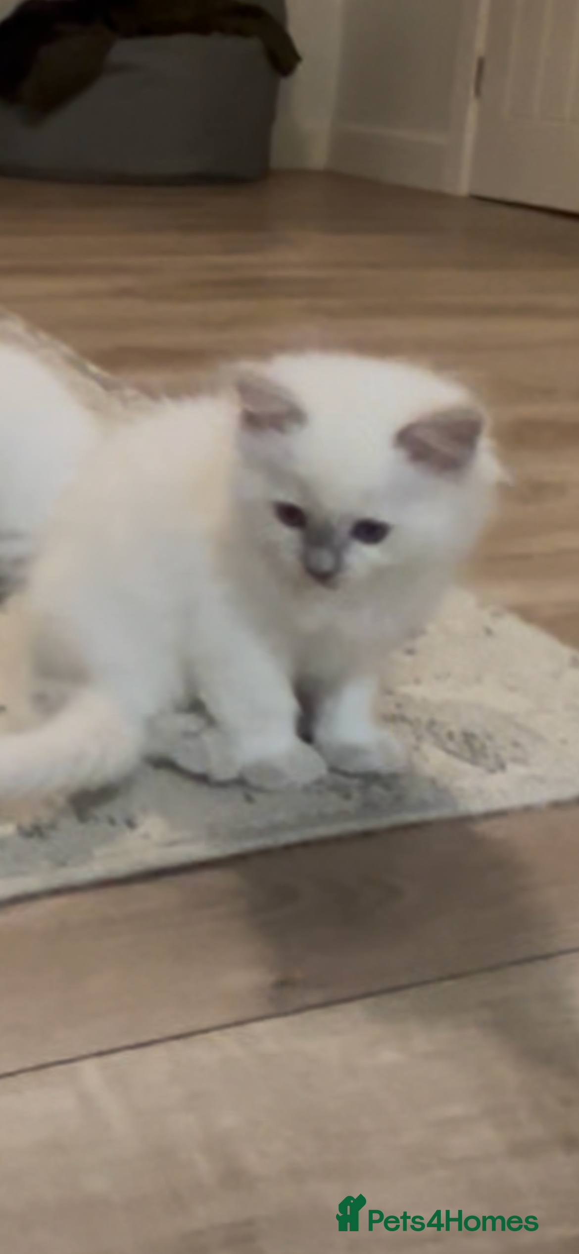 Ragdoll cats Bluepoint ragdoll crossed Lilac - Advert 2