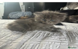 Ragdoll cats for sale: Gray fluffy kittens  - Image 2