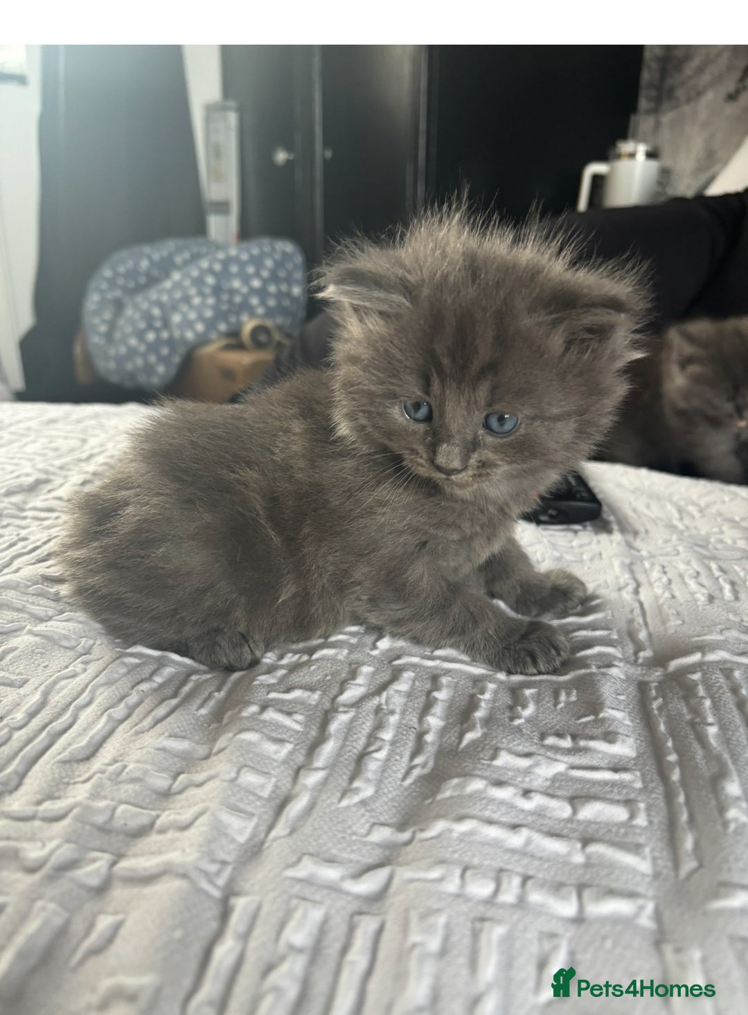 Ragdoll cats for sale: Gray fluffy kittens  - Image 2