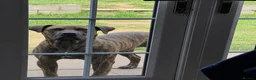 Presa Canario dogs for sale: Presa canario  - Advert 3