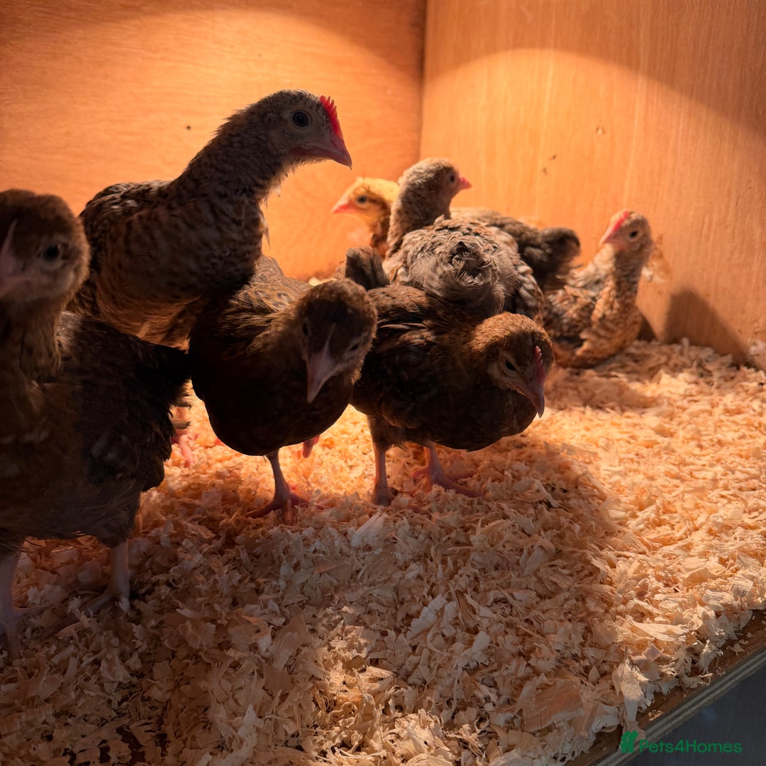 Chickens poultry for sale: Bantam gold welbar  - Image 9