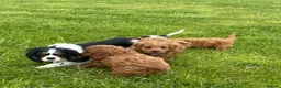 Cavapoo dogs for sale: Toy Cavapoo Puppies - Advert 35