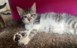British Shorthair cats for sale: Five Cute boys for sale - Image 8