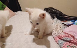 Mixed Breed cats for sale: Pure White brother and sister  - Image 3
