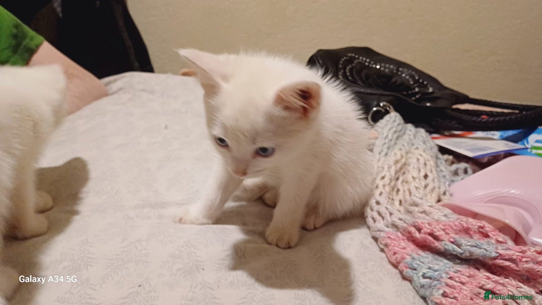 Mixed Breed cats for sale: Pure White brother and sister  - Image 3