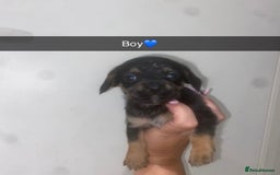 Mixed Breed dogs for sale: Dachshund x Jack Russell  - Image 5