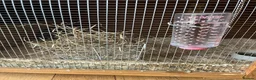 Mini Lop rabbits for sale: 1 mini lop and 1 lop eared rabbit with hutch  - Advert 12