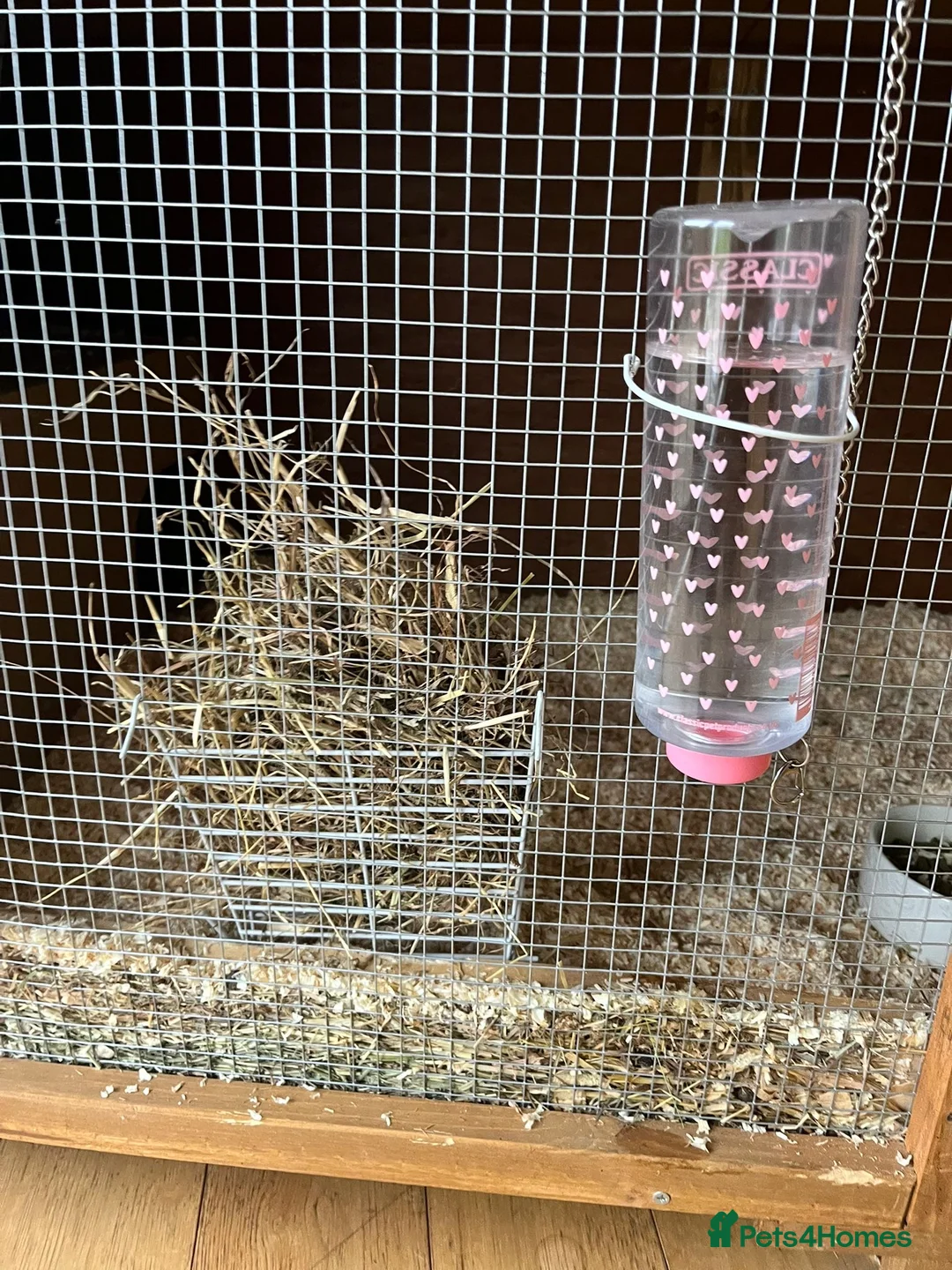 Mini Lop rabbits for sale: 1 mini lop and 1 lop eared rabbit with hutch  - Advert 12