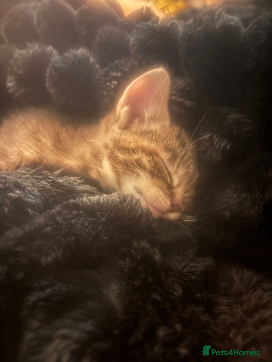 Mixed Breed cats for sale: Two female tabby kittens  - Advert 4