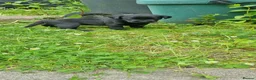 Labrador Retriever dogs for sale: Well bred KC registered lab pups - Advert 5