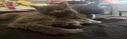 Russian Blue cats for sale: Russian blue x Domestic Short hair kittens  - Advert 13