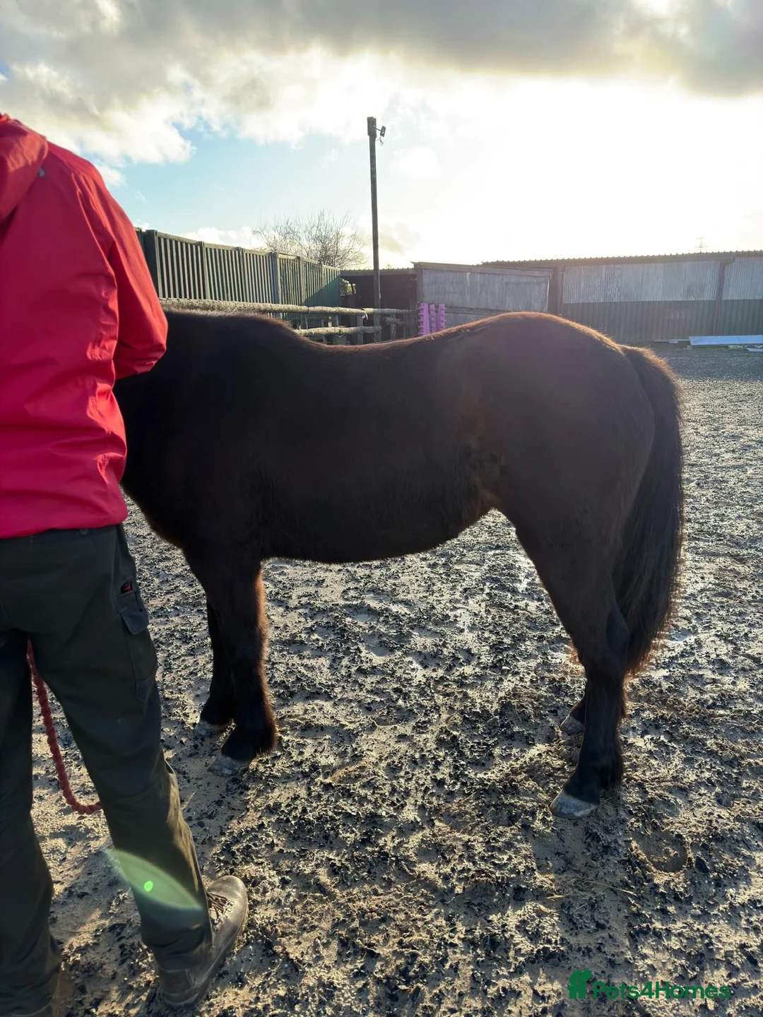 Other Breed horses for sale: Tinkerbell 12.2 18 month old  - Advert 8