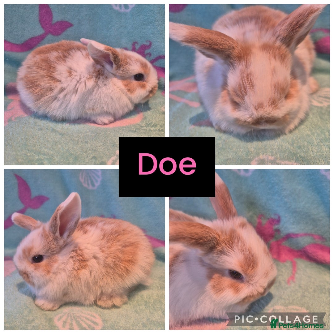 Mini Lop rabbits for sale: Beautiful litter of 10 mini lops - Advert 3