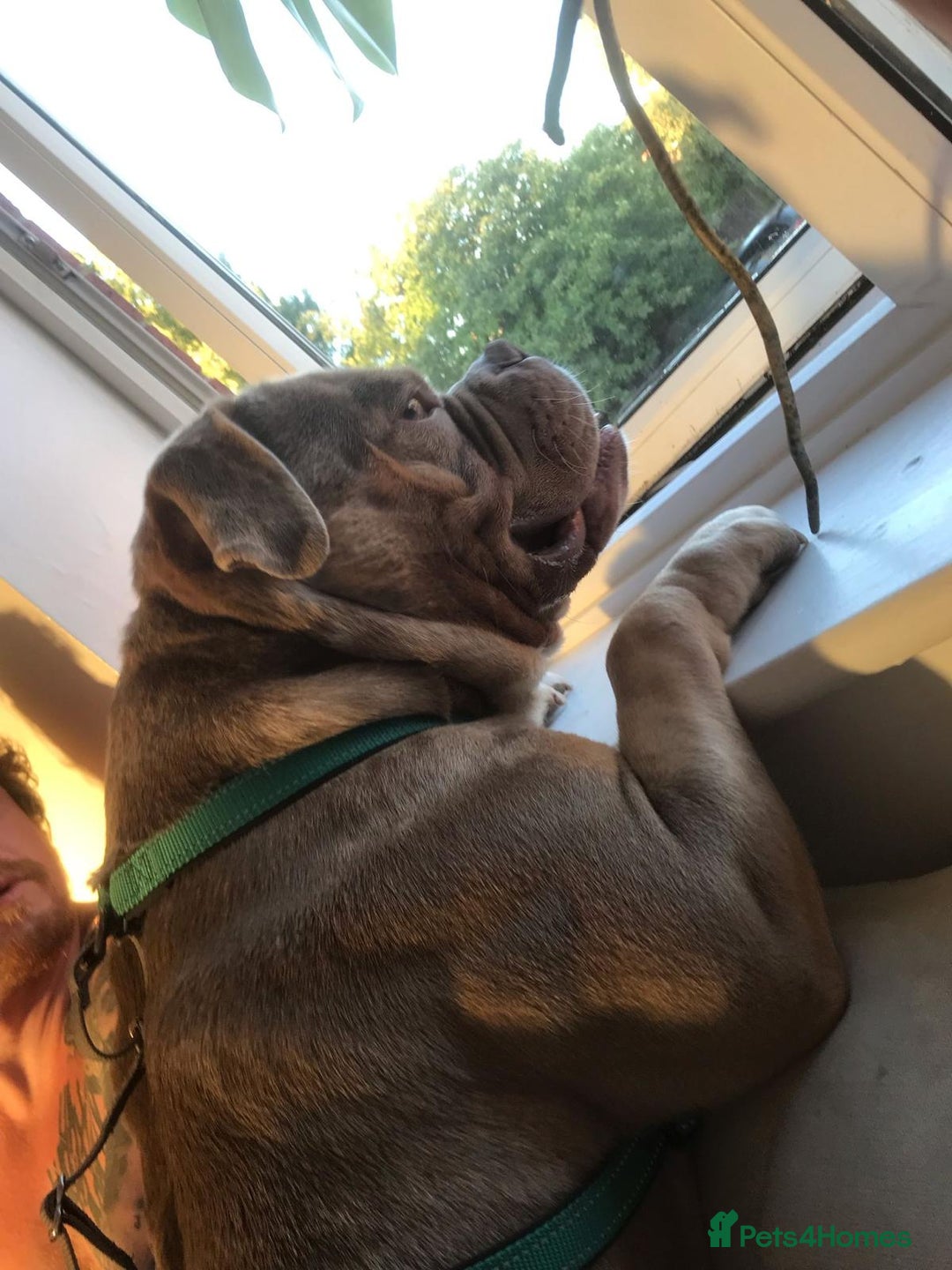 American Bully dogs for stud: American Pocket Bully STUD. ABKC reg Lilac TRI - Image 4