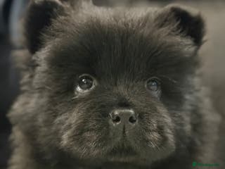 Chow Chow dogs Ready to go to their new homes. - Advert 2
