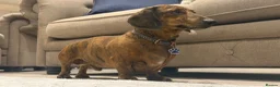 Miniature Dachshund dogs for sale: Gorgeous Miniature Daschund puppies in Hornchurch - Advert 11