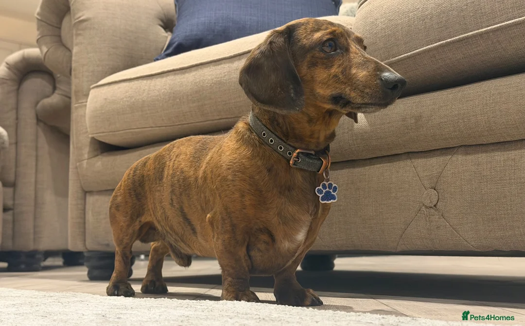 Miniature Dachshund dogs for sale: Gorgeous Miniature Daschund puppies in Hornchurch - Advert 11