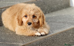 Cavapoo dogs for sale: F1 Cavapoo puppies for sale FULLY VACCINATED - Advert 25