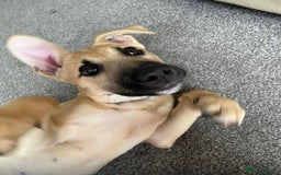 Mixed Breed dogs for sale: Loving puppy’s  - Image 3
