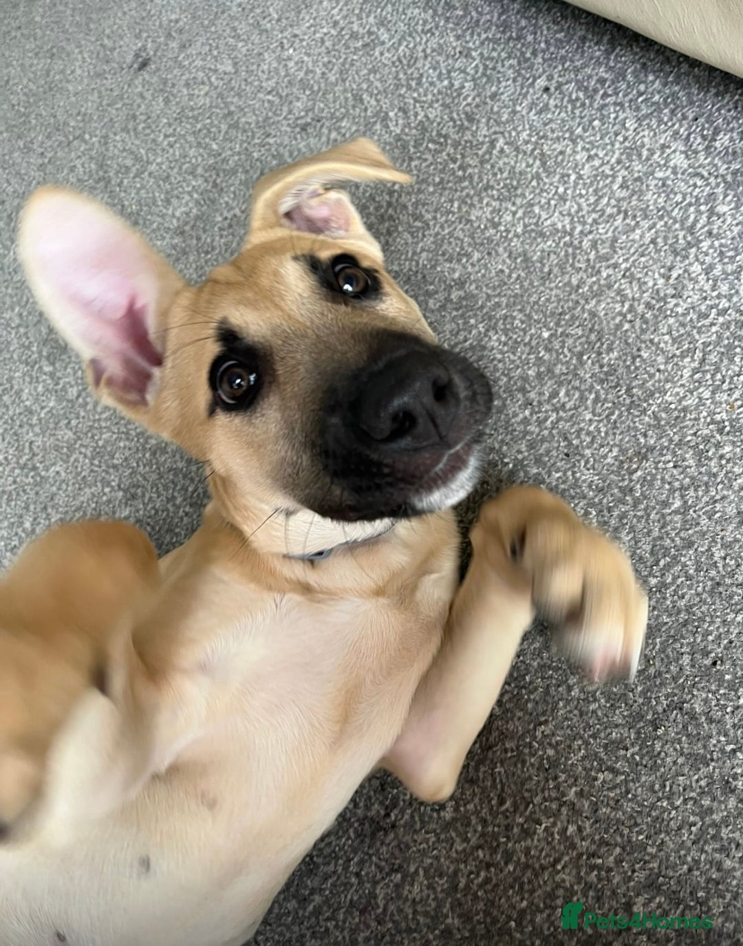 Mixed Breed dogs for sale: Loving puppy’s  - Image 3