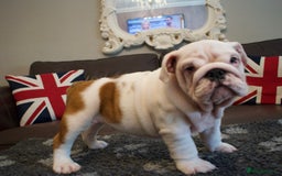 English Bulldog dogs for sale: Kc reg  1 White & Red boy only fully vaccinated  - Image 4