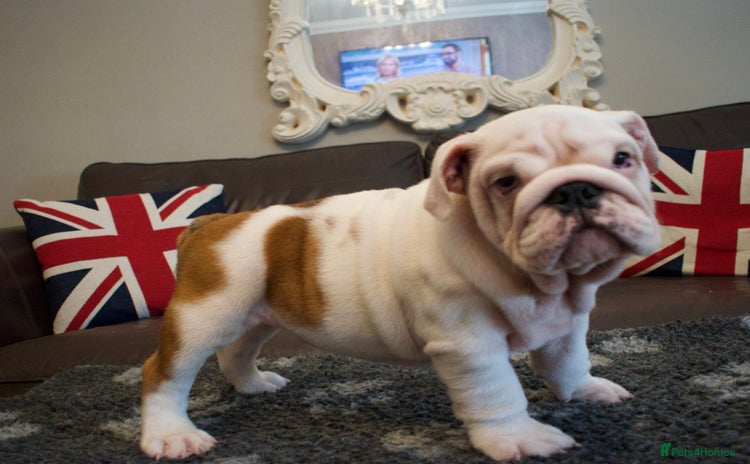 English Bulldog dogs - Advert 1