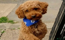 Toy Poodle dogs for stud: Proven Red Toy Poodle Stud Dog  in Mexborough - Image 1