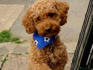 Toy Poodle dogs Proven Red Toy Poodle Stud Dog in Mexborough - Advert 20