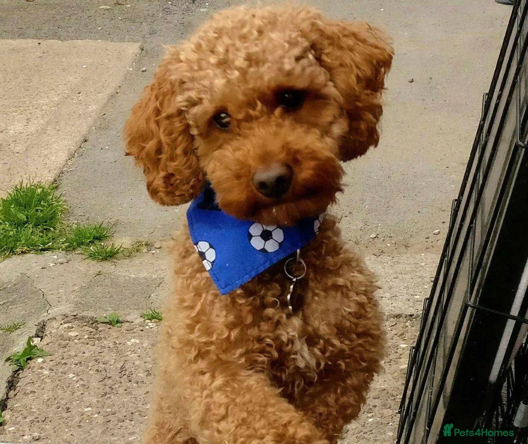 Toy Poodle dogs for stud: Proven Red Toy Poodle Stud Dog  in Mexborough - Advert 1