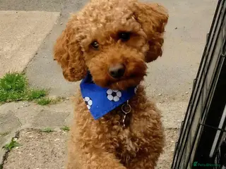 Toy Poodle dogs Proven Red Toy Poodle Stud Dog in Mexborough - Advert 10