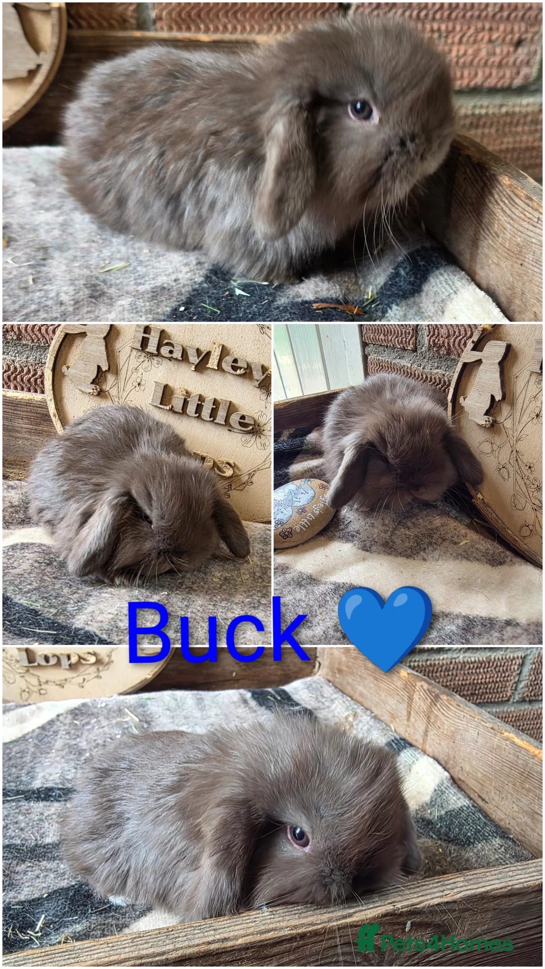Mini Lop rabbits for sale: Gorgeous pure breed mini lops  - Advert 1