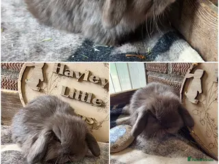 Mini Lop rabbits for sale: Gorgeous pure breed mini lops - Advert 1