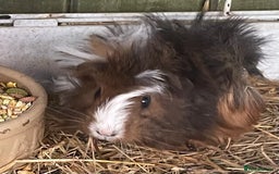 Guinea Pig rodents for sale: Male guinea pigs fluffy  - Image 5
