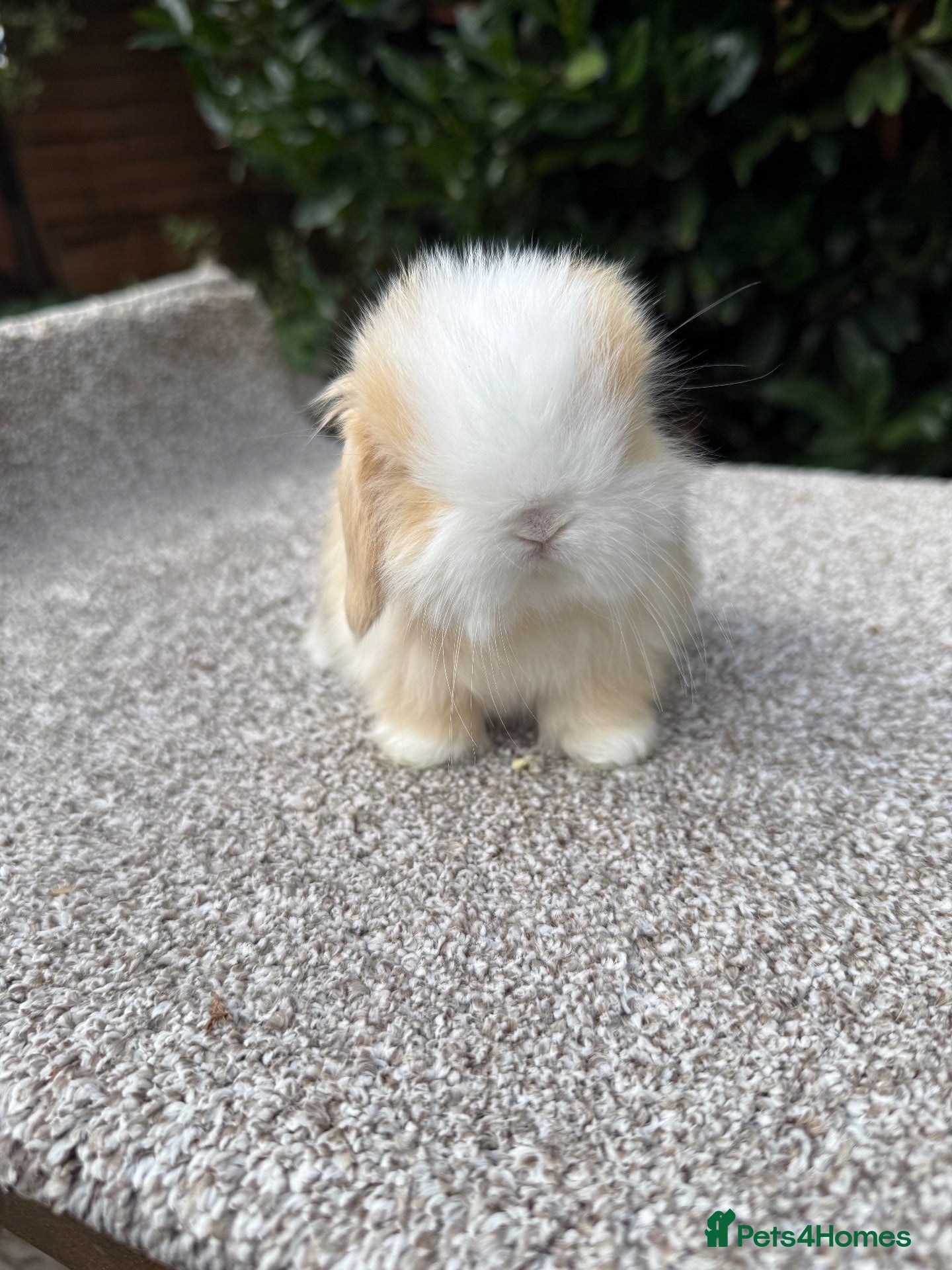 Mini Lop rabbits Hobby breeder of pure bred mini lops  - Advert 1