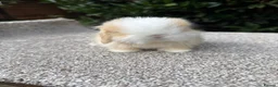 Mini Lop rabbits for sale: Hobby breeder of pure bred mini lops  - Advert 1