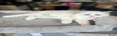 ZAZU - BOY RESERVED