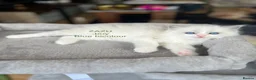 Ragdoll cats for sale: Beautiful Ragdoll Pedigree kittens - Advert 3