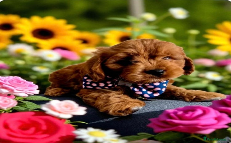 Cavapoo dogs - Advert 1